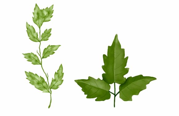 About Green Watercolor Leaves and Illustrations