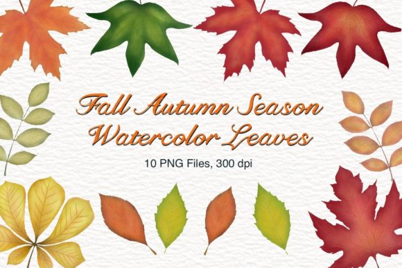 Fall Autumn Season Watercolor Leaves and Illustrations