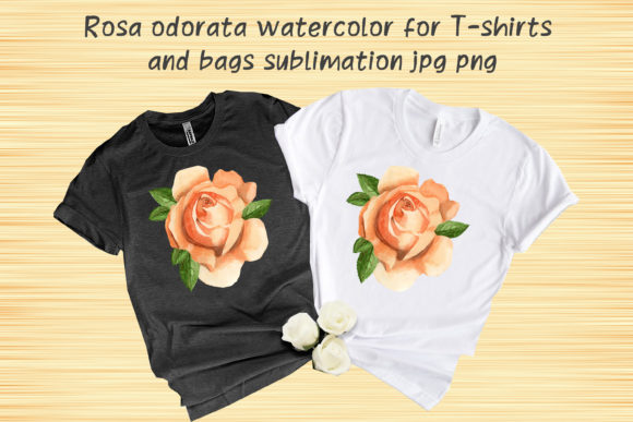 Rosa Odorata Watercolor Sublimation & Illustrations