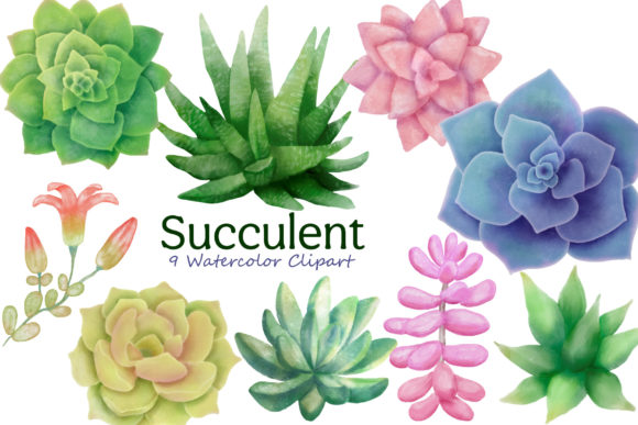 Succulents Clipart Watercolor Greenery Illustrations