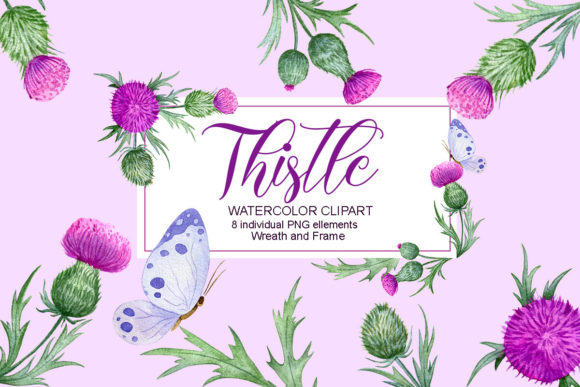 Thistle Watercolor Clipart, Illustrations