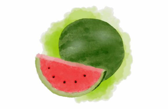 Watercolor Painting Water Melon Illustrations
